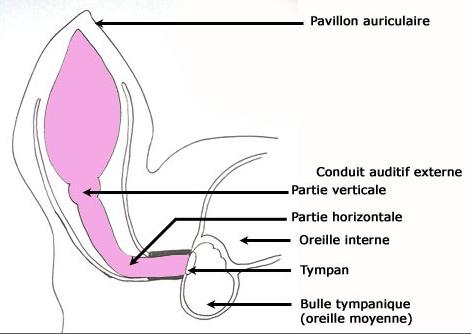 conduit auditif chien