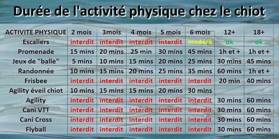 activité du chiot 