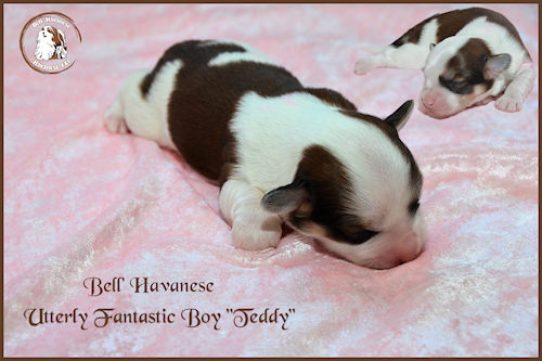 DSC 9769 redim pour site Teddy montage logo 6 jours