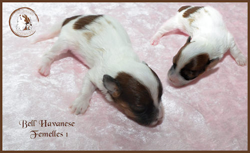 Femelle 1 montage redim pour site 6 jours