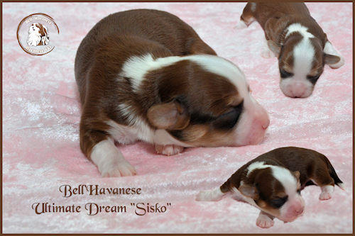 Ultimate Dream Sisko redim pour site avec logo DSC 9755cor lum