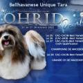 028 montage pour dog show Macedoinefini tara 16 mois 