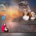 030 montage photos Wieslawa pour junior champion Tara 18 mois 