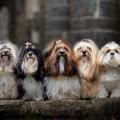 Les 5 Mousquetaires Cathy, Liloubel, Nina, Indy, Gizmo 