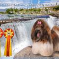 Podgorica champion et grand champion + Delta Winner Crufts