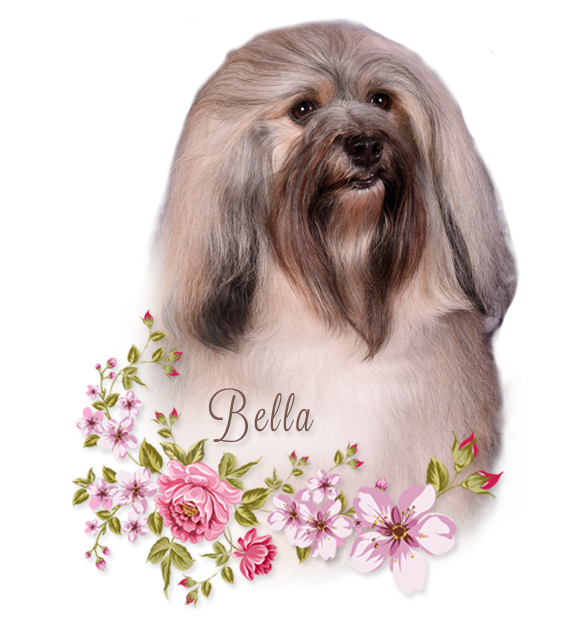 bella female havanese