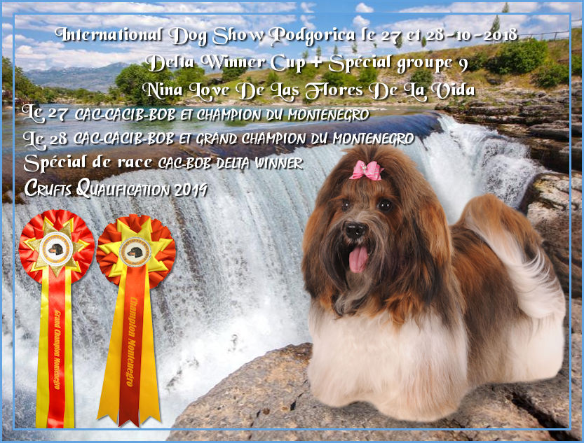 Podgorica champion et grand champion Delta Winner Crufts