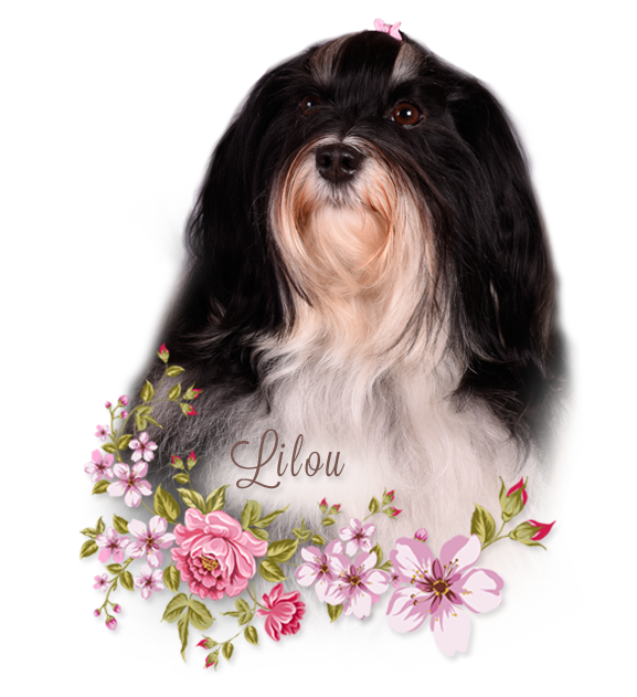 lilou female havanese