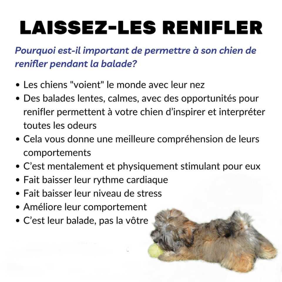 laissez les renifler avec Bella