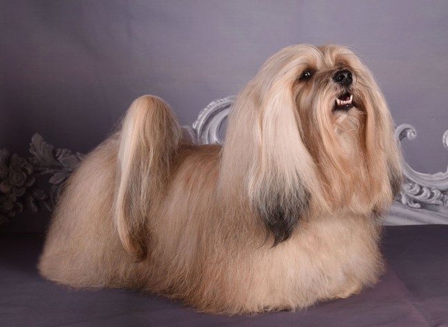 Indigo from Hershey Biely luc havanese