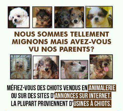 méfier vous des chiots acheté en animalerie 