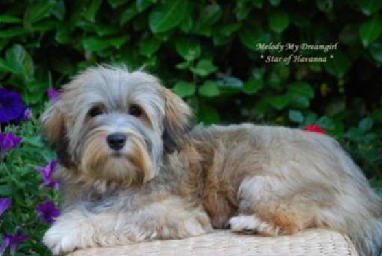 Melody My Dreamgirl star of Havana Maman de bamboo