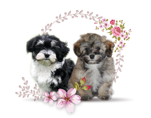 puppies image