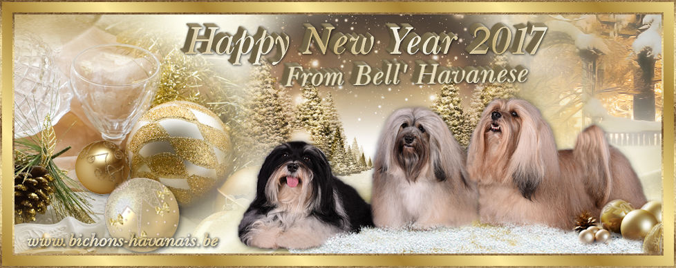 signaturehappy new year 2017 en doré 9éme avec bordure pour site 